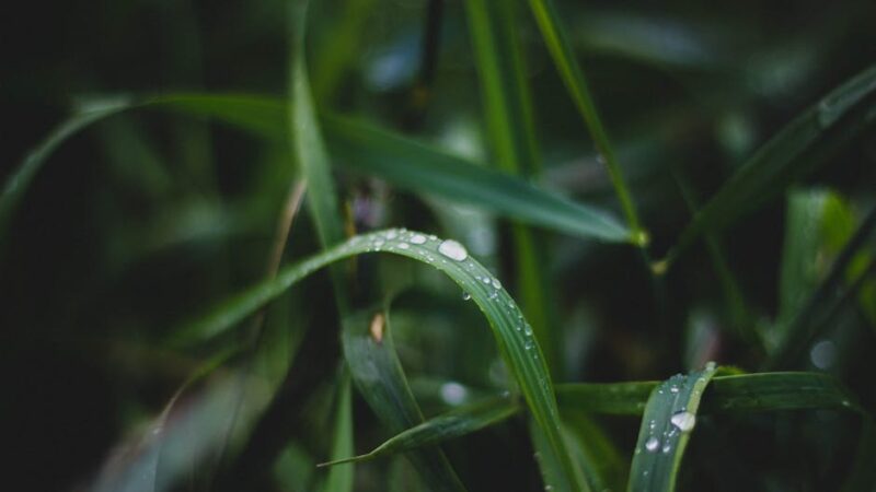 ¿Cuál es la importancia de la biosfera?