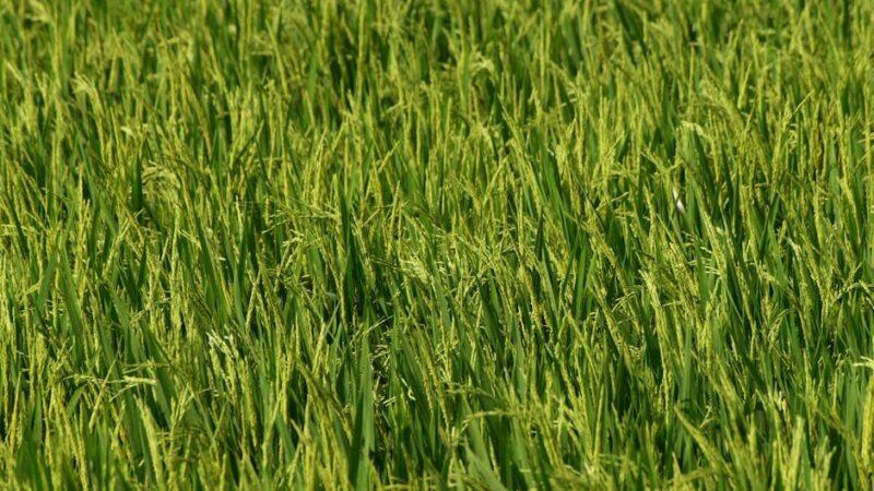 ¿Cuáles son las estrategias de sustentabilidad para el manejo de recursos naturales?