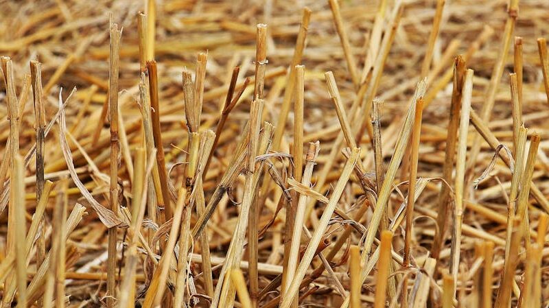 ¿Cuáles son los recursos naturales de Argentina?