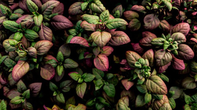 ¿Cuáles son los recursos naturales de Guatemala?