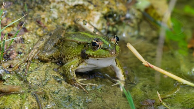 ¿Cuáles son los usos del agua?