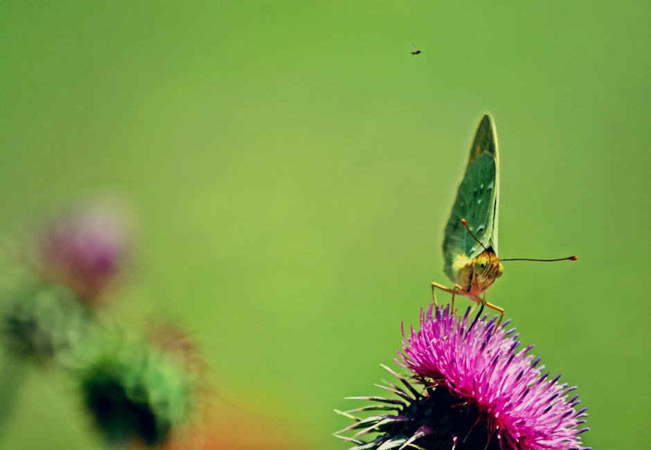 Propiedades y beneficios de la borraja