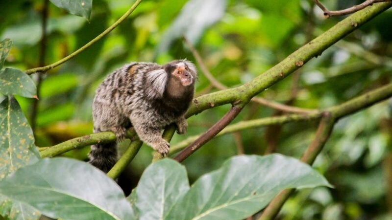 ¿Qué es la biorregión neotropical?