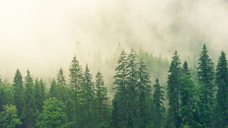 ¿Qué es la dominancia ecológica?