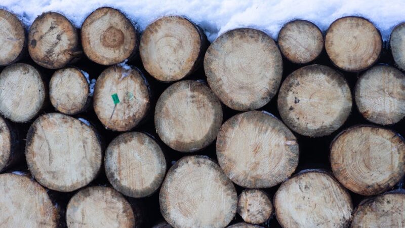 ¿Qué es la explotación forestal?