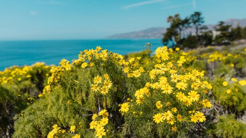 ¿Qué es la flora de la costa peruana?