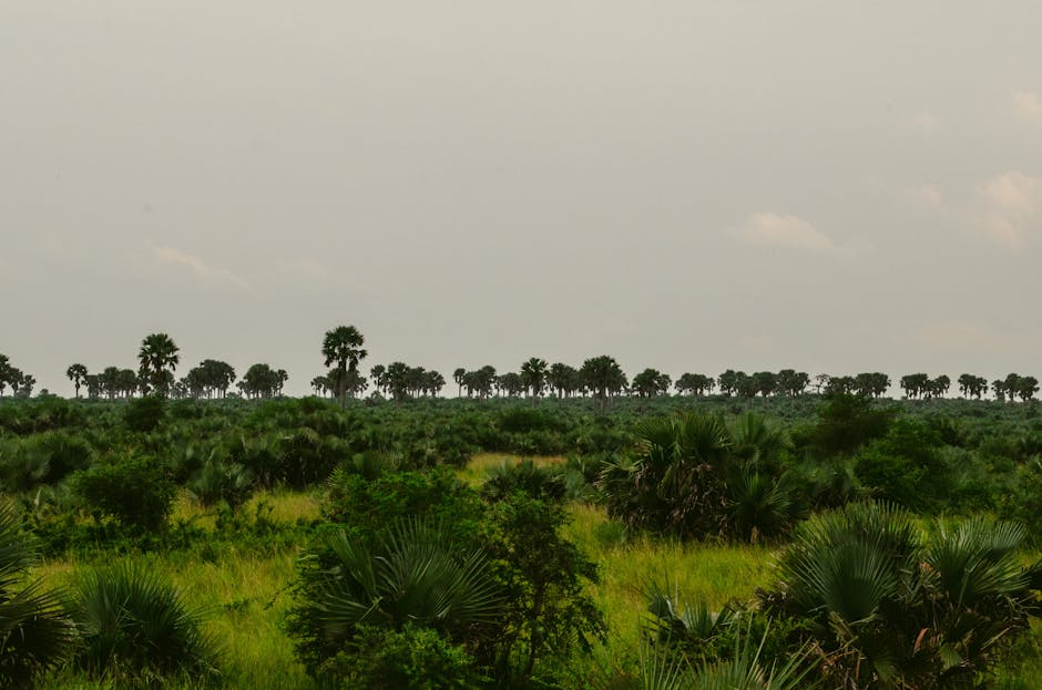¿Qué es la sabana de palmeras?