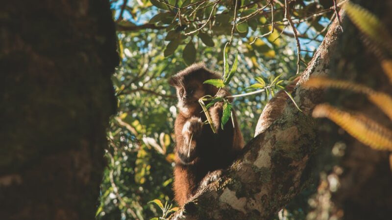 ¿Qué es la selva ecuatorial?