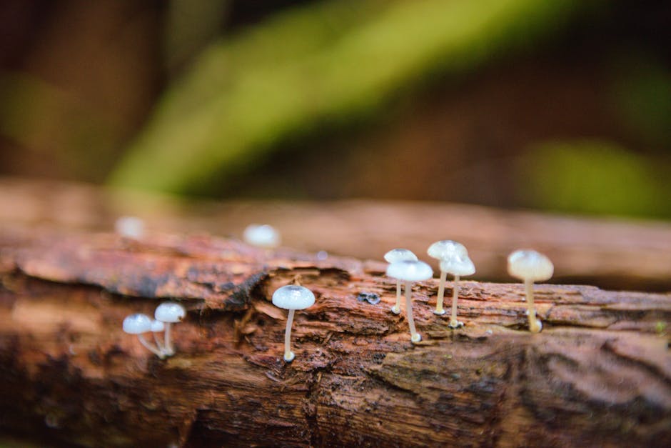 ¿Qué es un bosque húmedo?