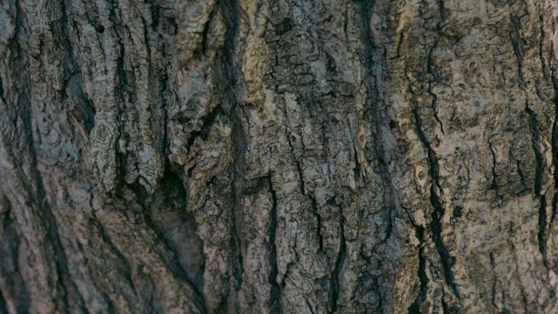 ¿Qué son las prioridades ambientales?
