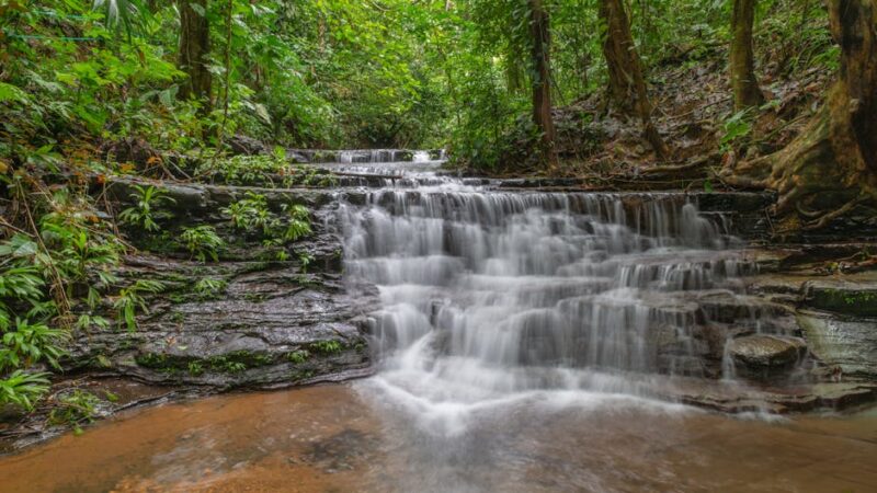 ¿Qué son los bosques húmedos tropicales?