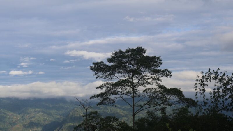 ¿Qué son los espacios forestales?