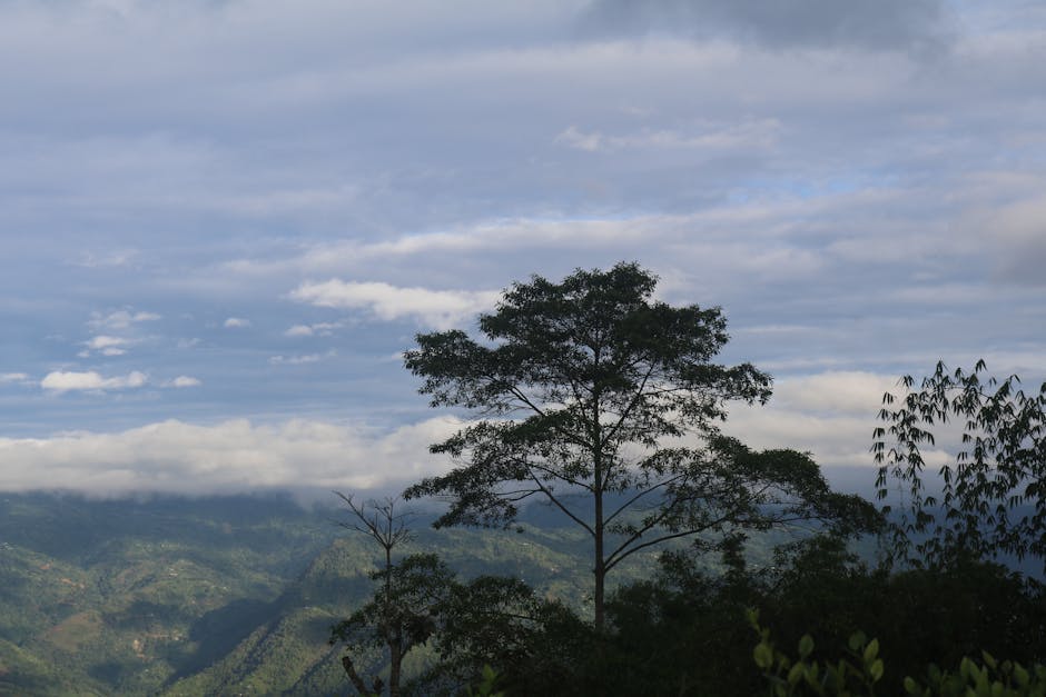 ¿Qué son los espacios forestales?
