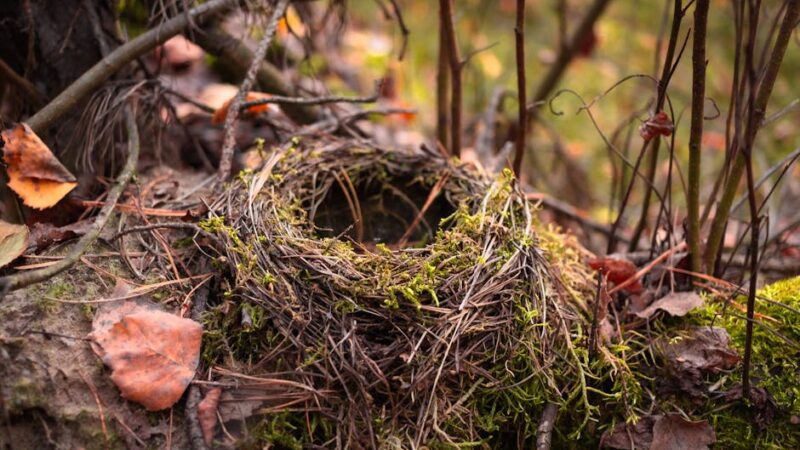 ¿Qué son los niveles de organización ecológica?